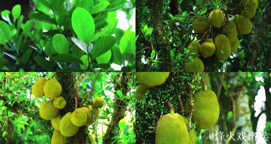 下载菠萝蜜视频